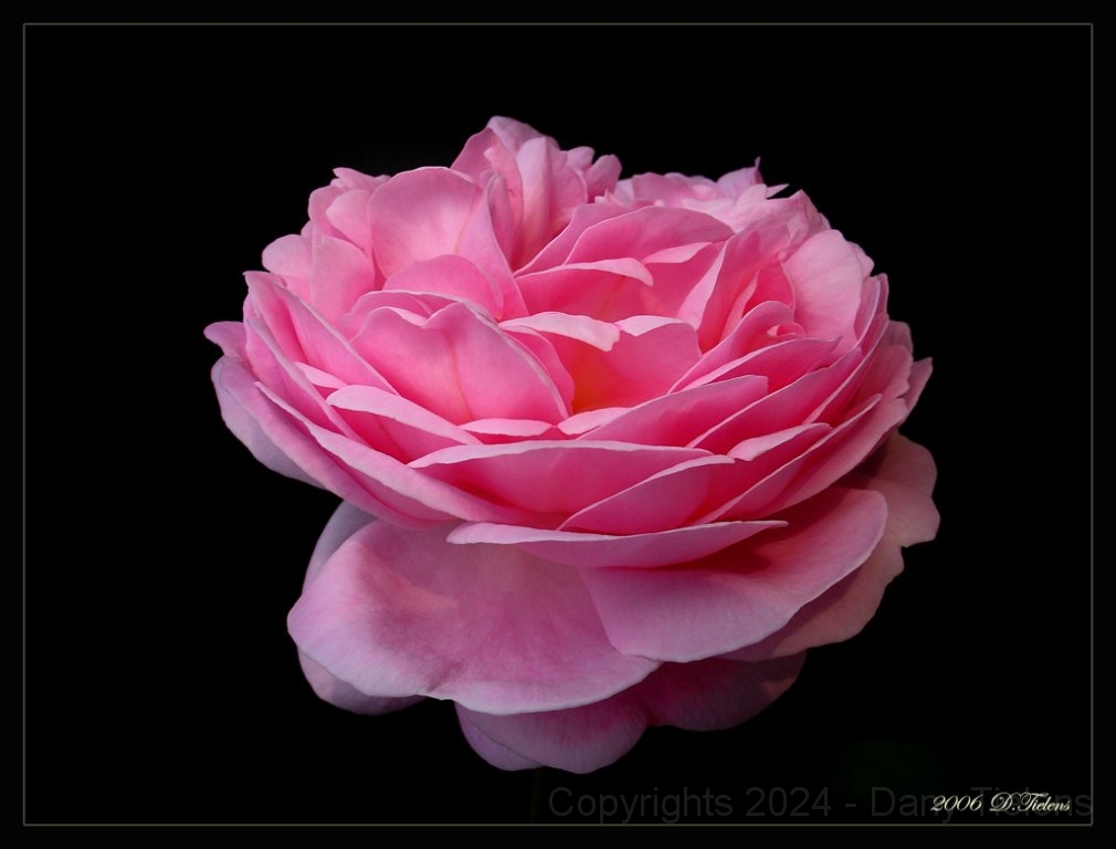 Rosa - Constance Sprye.jpg